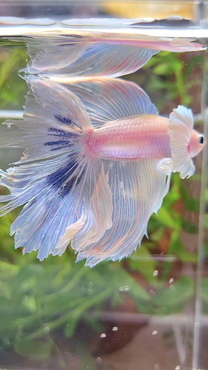 HALFMOON DUMBO EAR DOUBLE TAIL WHITE BLUE MARBLE BETTA FISH