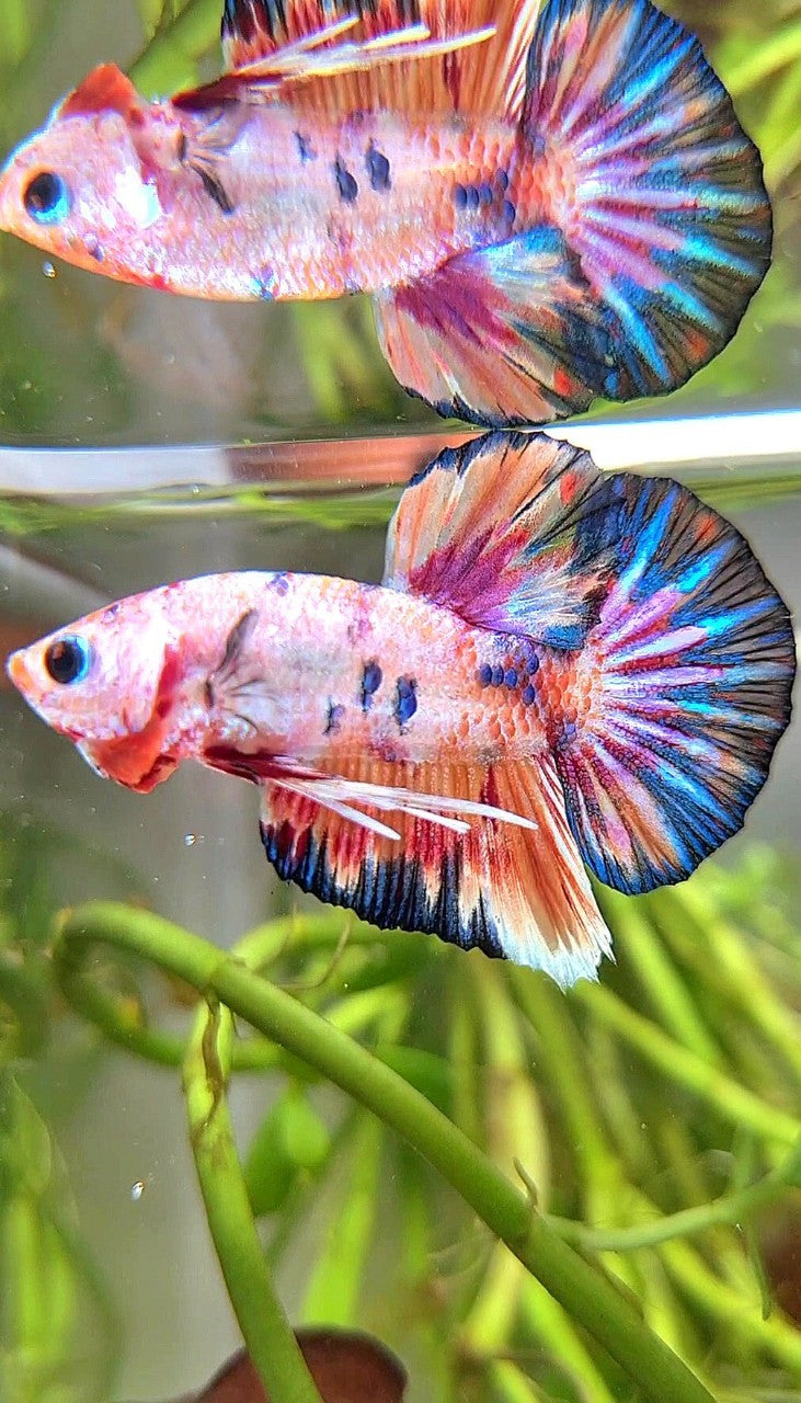 PLAKAT FANCY MULTICOLOR BETTA FISH