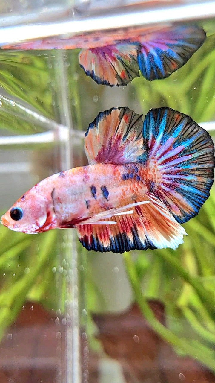 PLAKAT FANCY MULTICOLOR BETTA FISH