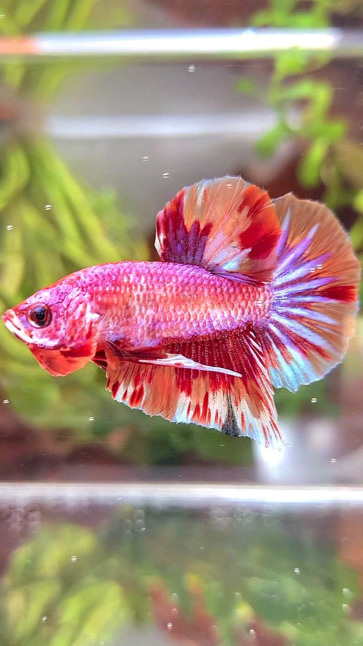 PLAKAT PINK FIRE FANCY MULTICOLOR BETTA FISH