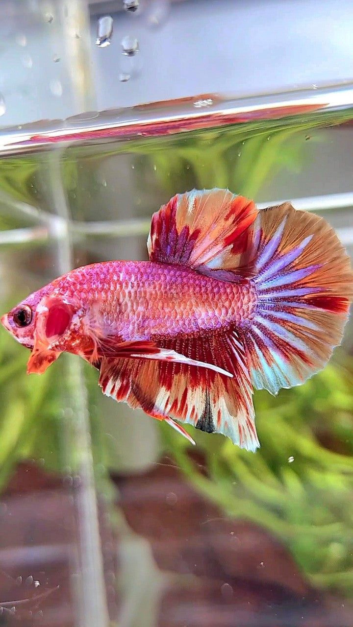 PLAKAT PINK FIRE FANCY MULTICOLOR BETTA FISH