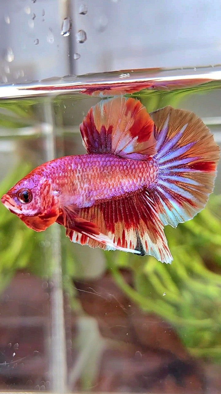 PLAKAT PINK FIRE FANCY MULTICOLOR BETTA FISH