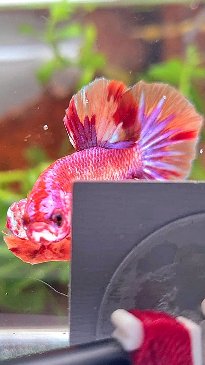 PLAKAT PINK FIRE FANCY MULTICOLOR BETTA FISH