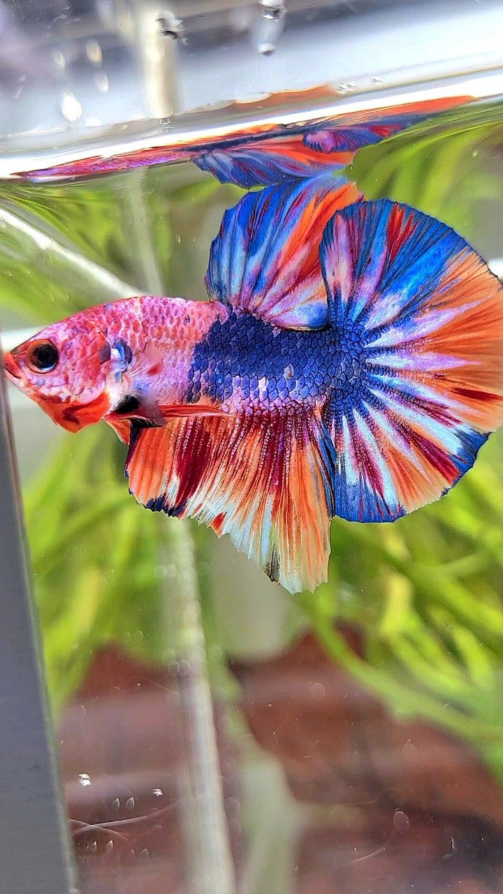 HMPK BLUE FANCY MULTICOLOR BETTA FISH