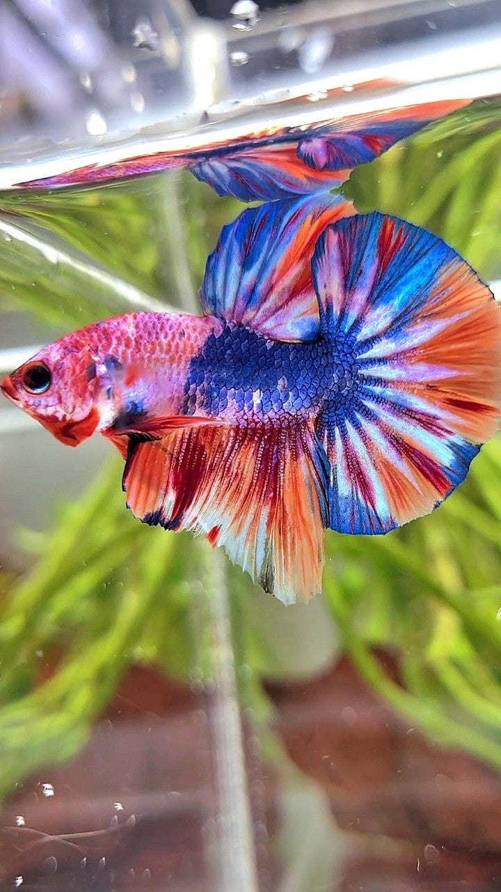 HMPK BLUE FANCY MULTICOLOR BETTA FISH