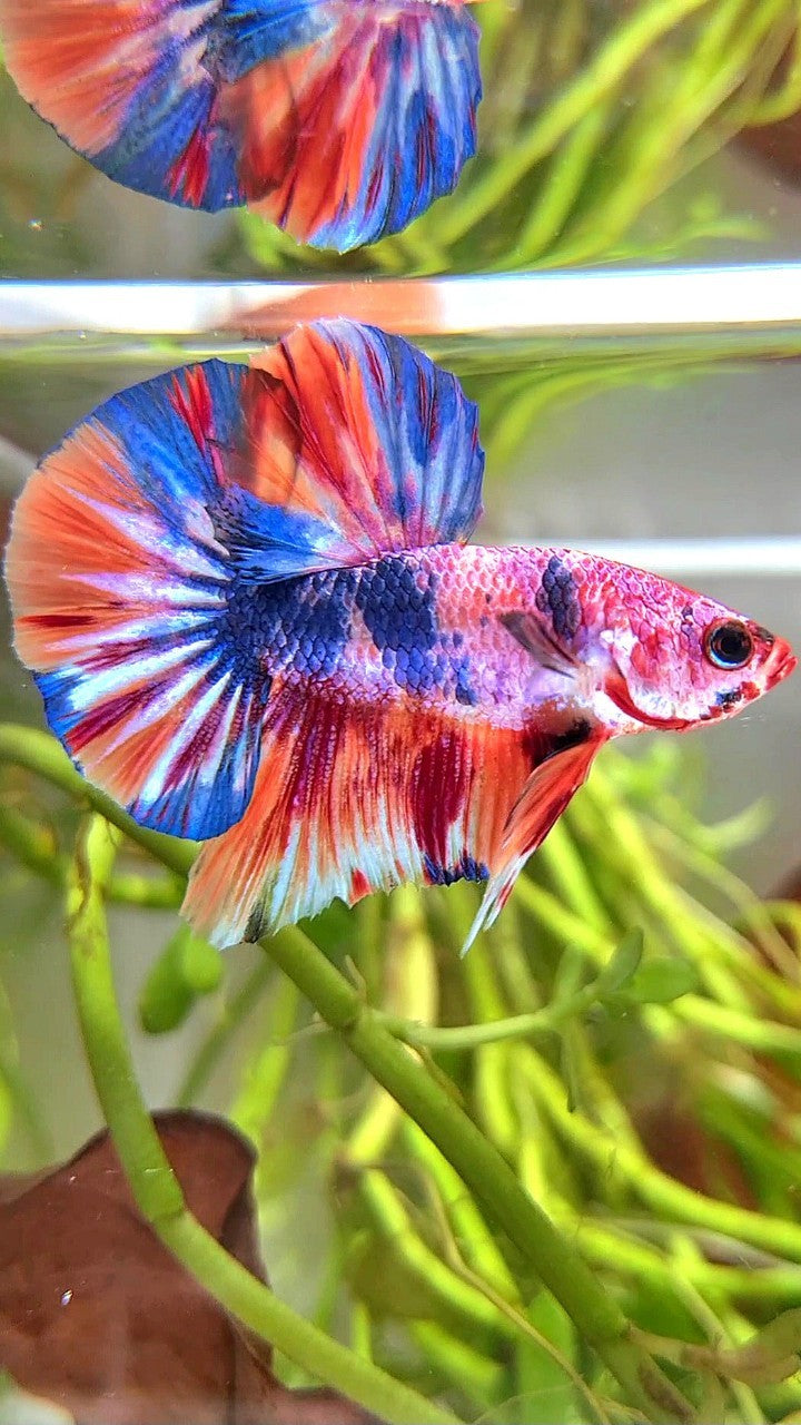 HMPK BLUE FANCY MULTICOLOR BETTA FISH