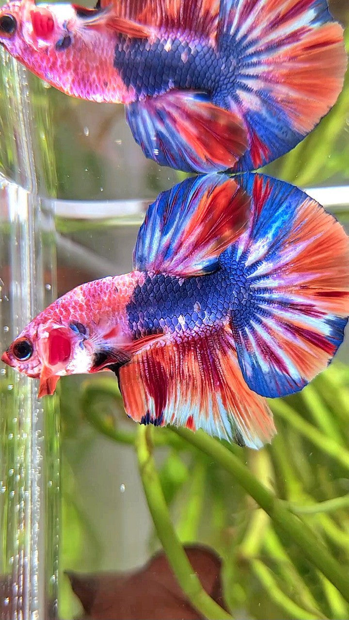 HMPK BLUE FANCY MULTICOLOR BETTA FISH