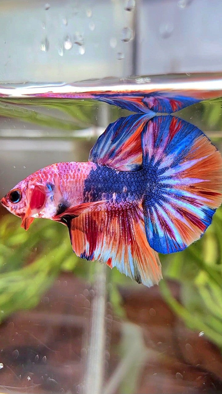 HMPK BLUE FANCY MULTICOLOR BETTA FISH