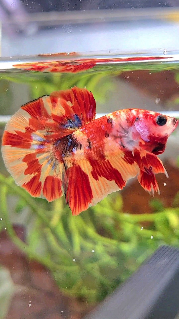 HMPK ORANGE MARBLE FIRE LEOPARD MULTICOLOR BETTA FISH