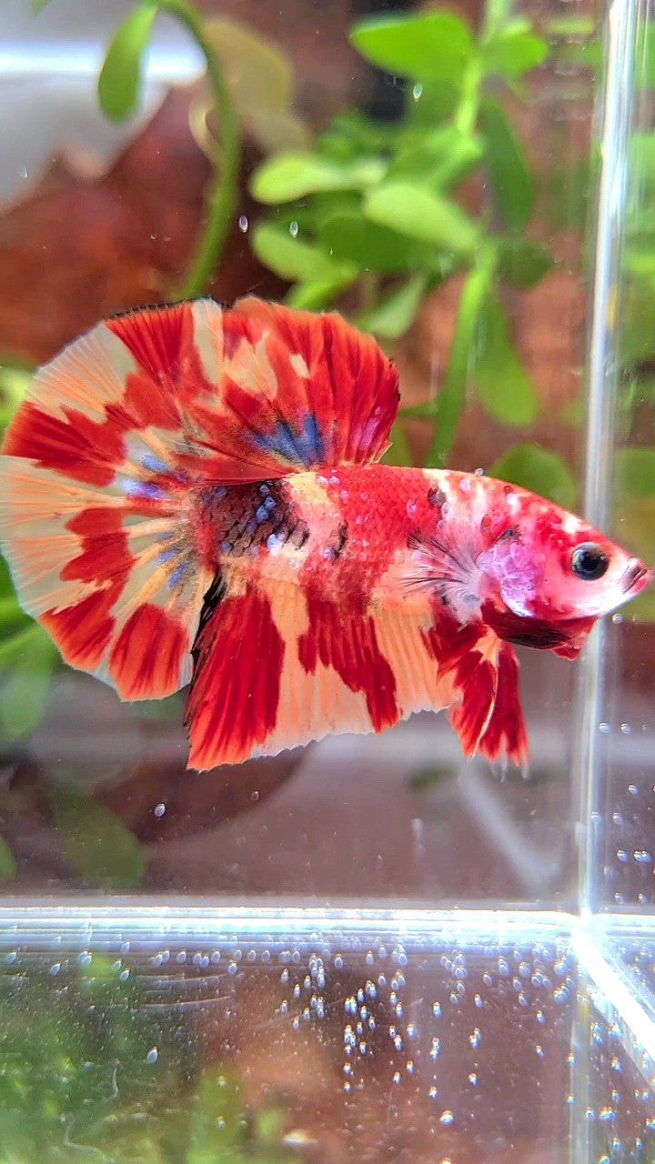 HMPK ORANGE MARBLE FIRE LEOPARD MULTICOLOR BETTA FISH