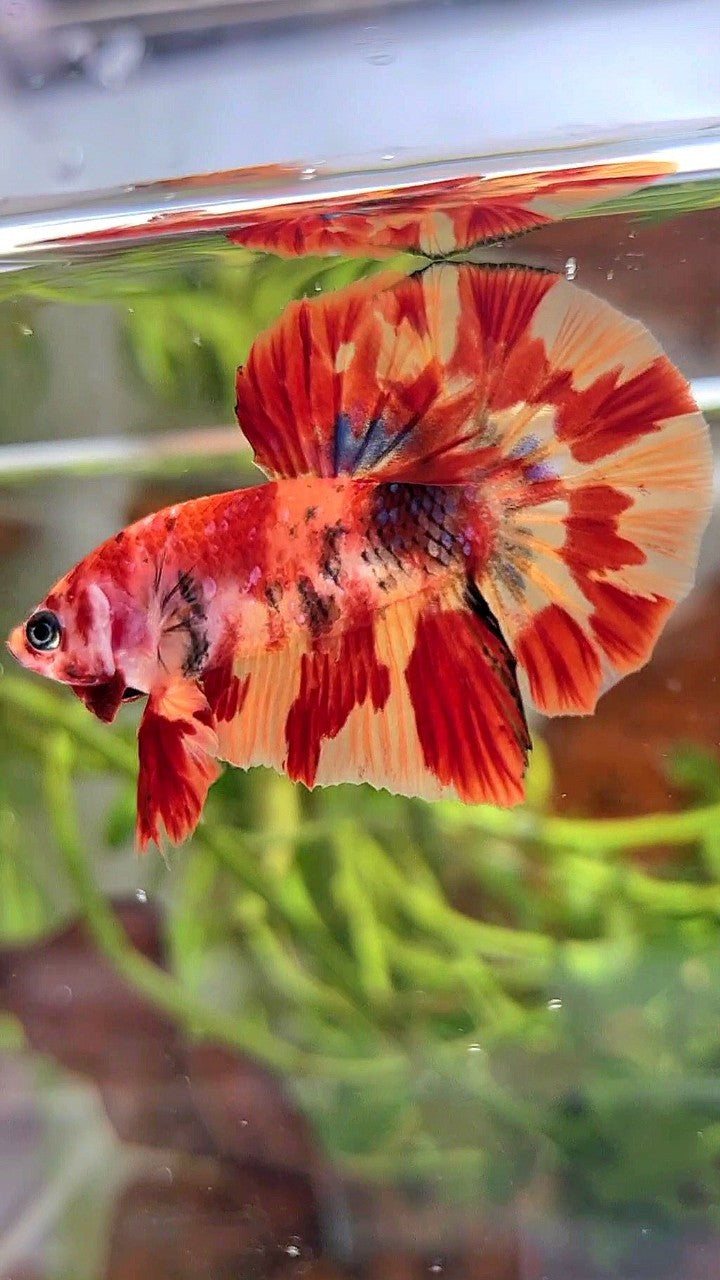 HMPK ORANGE MARBLE FIRE LEOPARD MULTICOLOR BETTA FISH