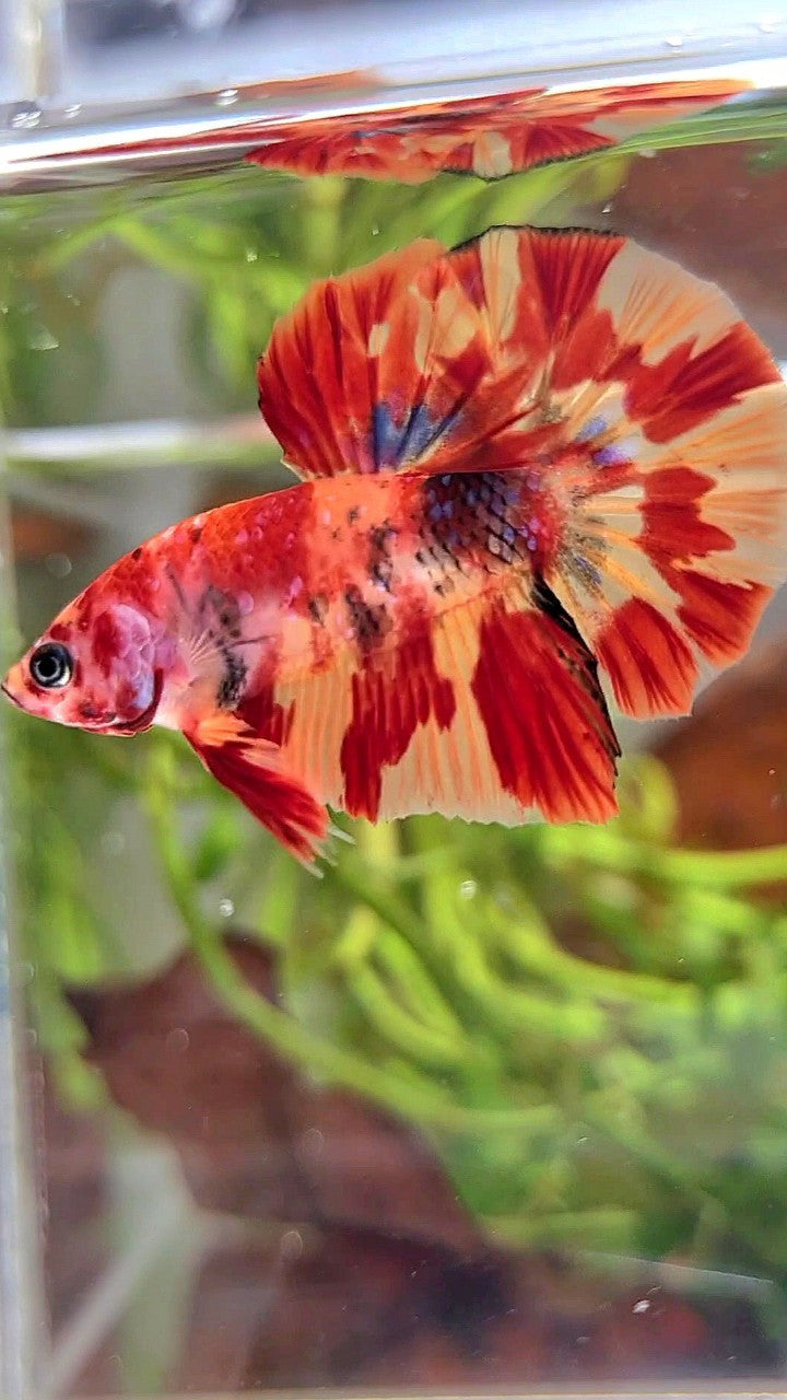 HMPK ORANGE MARBLE FIRE LEOPARD MULTICOLOR BETTA FISH