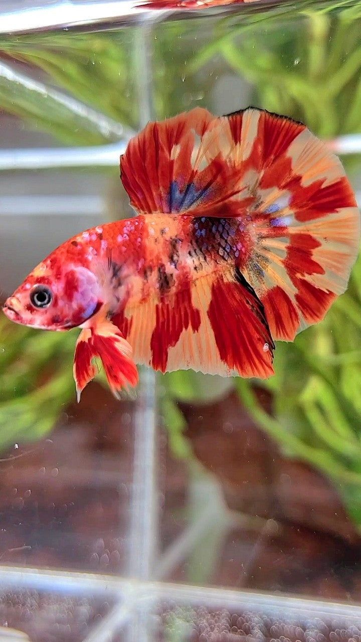 HMPK ORANGE MARBLE FIRE LEOPARD MULTICOLOR BETTA FISH