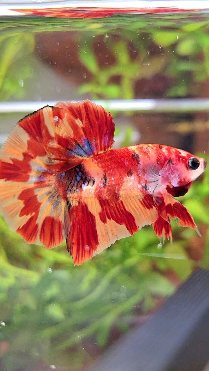 HMPK ORANGE MARBLE FIRE LEOPARD MULTICOLOR BETTA FISH