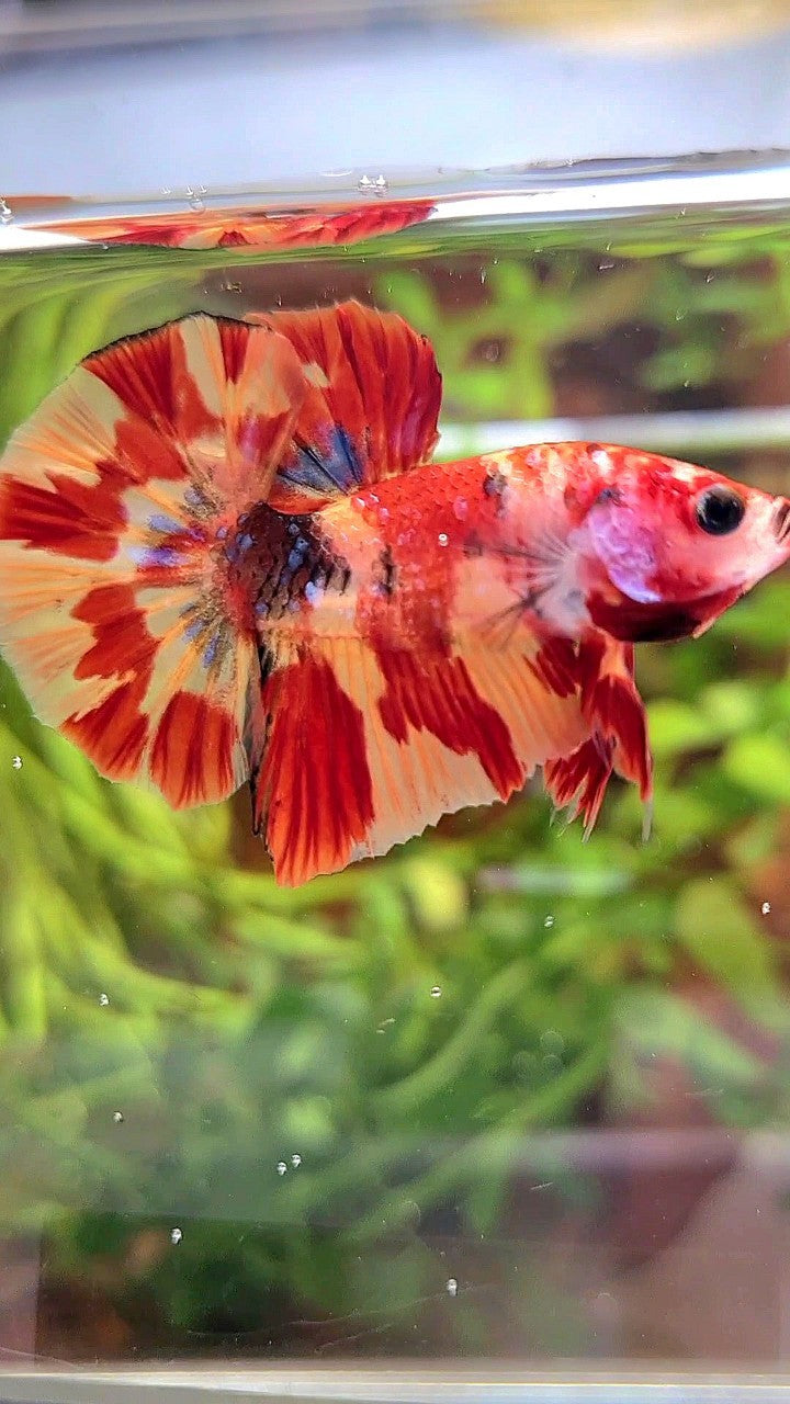 HMPK ORANGE MARBLE FIRE LEOPARD MULTICOLOR BETTA FISH