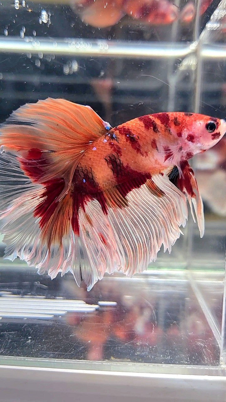 XL HALFMOON DUMBO EAR (ONE SIDE) NEMO KOI CLASSIC MULTICOLOR BETTA FISH