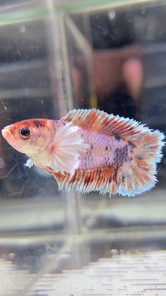 FEMALE PLAKAT DOUBLE TAIL DUMBO EAR CANDY MULTICOLOR BETTA FISH