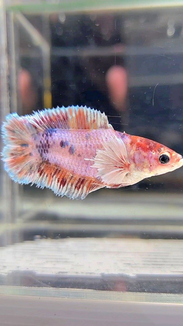 FEMALE PLAKAT DOUBLE TAIL DUMBO EAR CANDY MULTICOLOR BETTA FISH