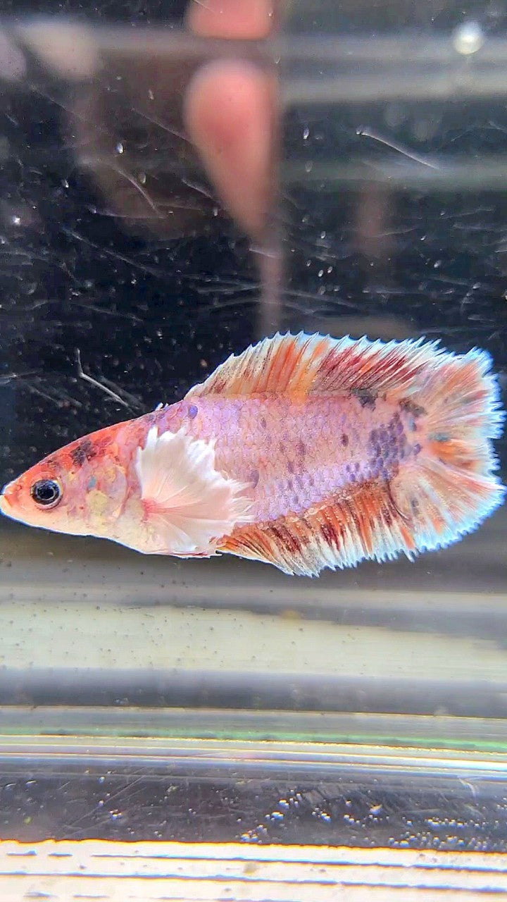 FEMALE PLAKAT DOUBLE TAIL DUMBO EAR CANDY MULTICOLOR BETTA FISH