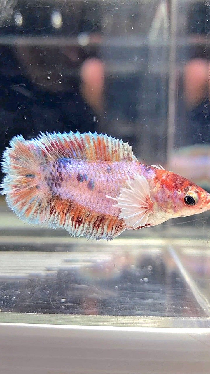 FEMALE PLAKAT DOUBLE TAIL DUMBO EAR CANDY MULTICOLOR BETTA FISH