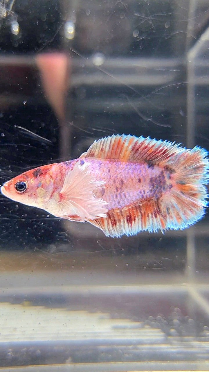 FEMALE PLAKAT DOUBLE TAIL DUMBO EAR CANDY MULTICOLOR BETTA FISH