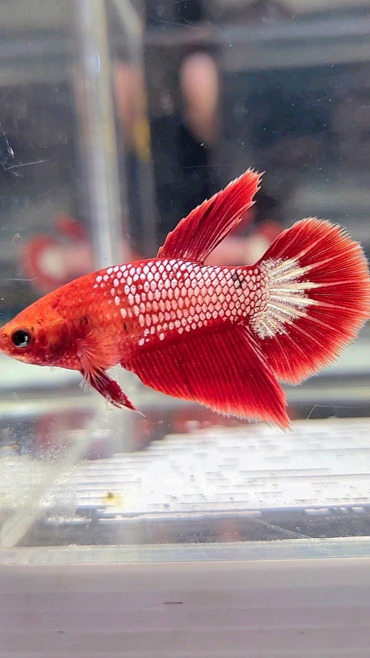 FEMALE HALFMOON RED FCCP FANCY BETTA FISH