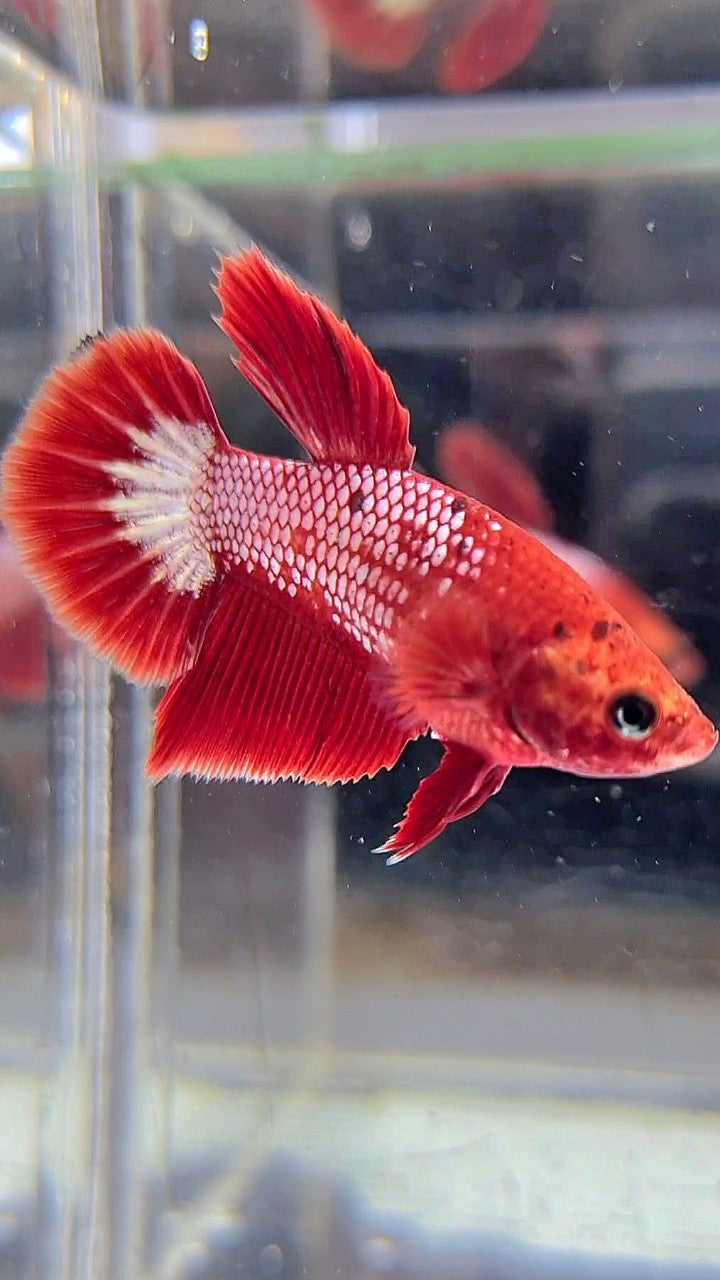 FEMALE HALFMOON RED FCCP FANCY BETTA FISH