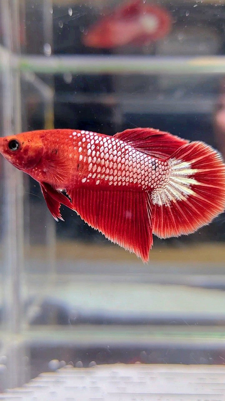 FEMALE HALFMOON RED FCCP FANCY BETTA FISH