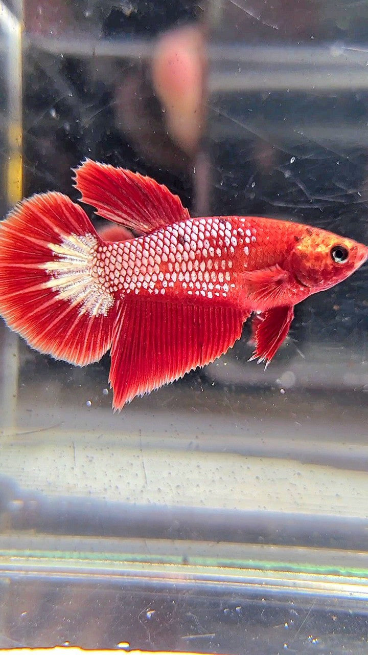 FEMALE HALFMOON RED FCCP FANCY BETTA FISH