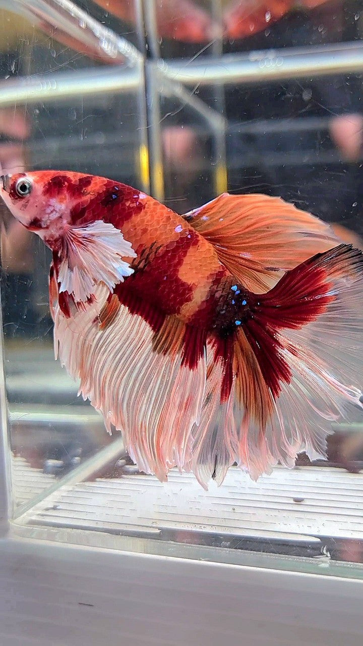 Dumbo Fin XL HALFMOON DUMBO EAR (ONE SIDE) NEMO KOI CLASSIC MULTICOLOR BETTA FIS ...