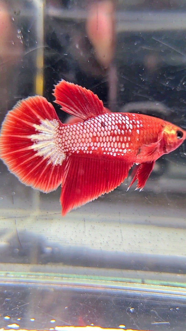 FEMALE HALFMOON RED FCCP FANCY BETTA FISH