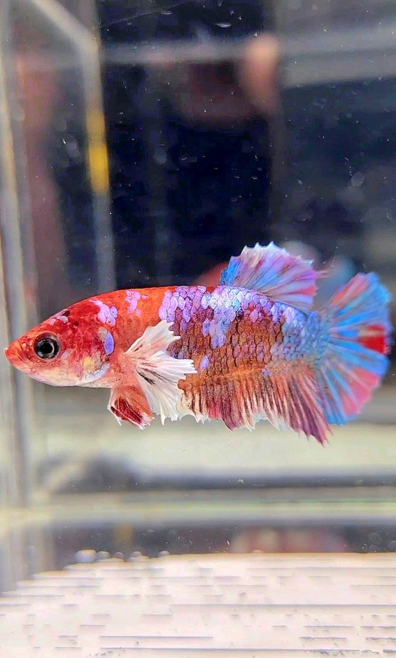 FEMALE PLAKAT DUMBO EAR GALAXY MULTICOLOR BETTA FISH