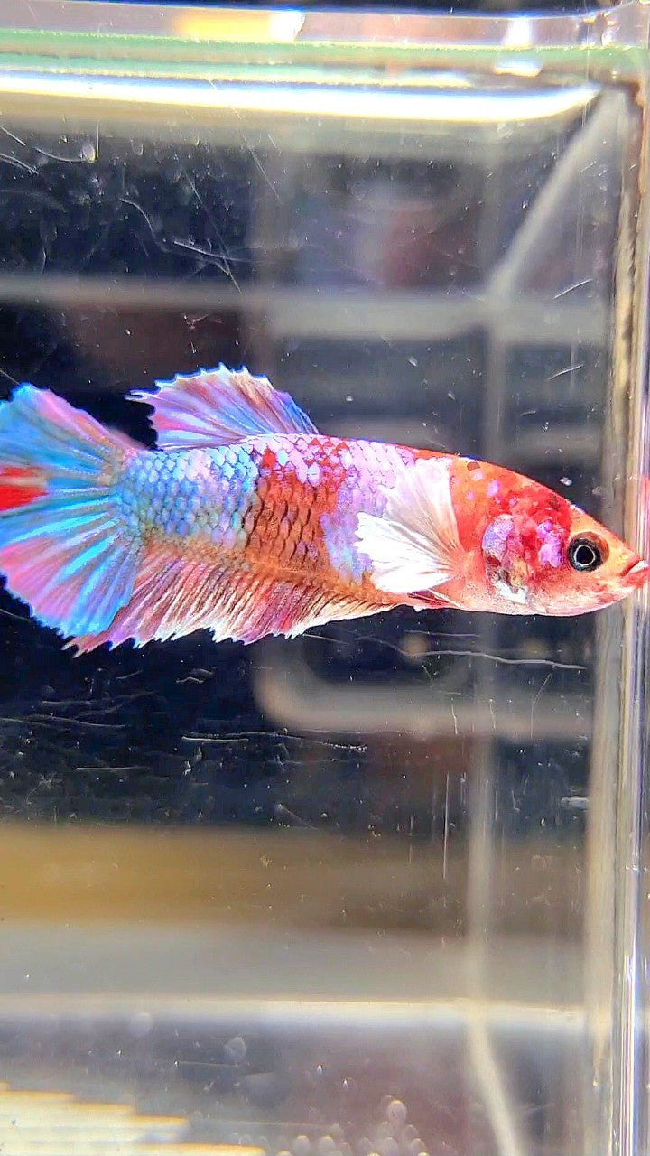 FEMALE PLAKAT DUMBO EAR GALAXY MULTICOLOR BETTA FISH