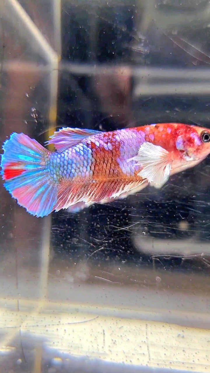 FEMALE PLAKAT DUMBO EAR GALAXY MULTICOLOR BETTA FISH