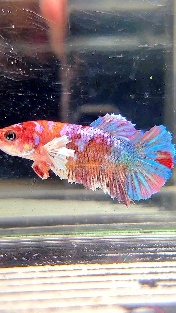 FEMALE PLAKAT DUMBO EAR GALAXY MULTICOLOR BETTA FISH