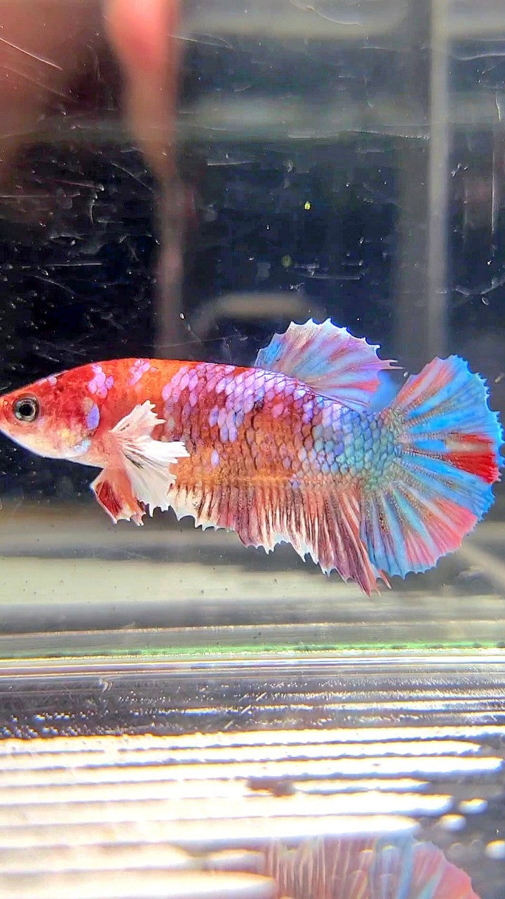 FEMALE PLAKAT DUMBO EAR GALAXY MULTICOLOR BETTA FISH