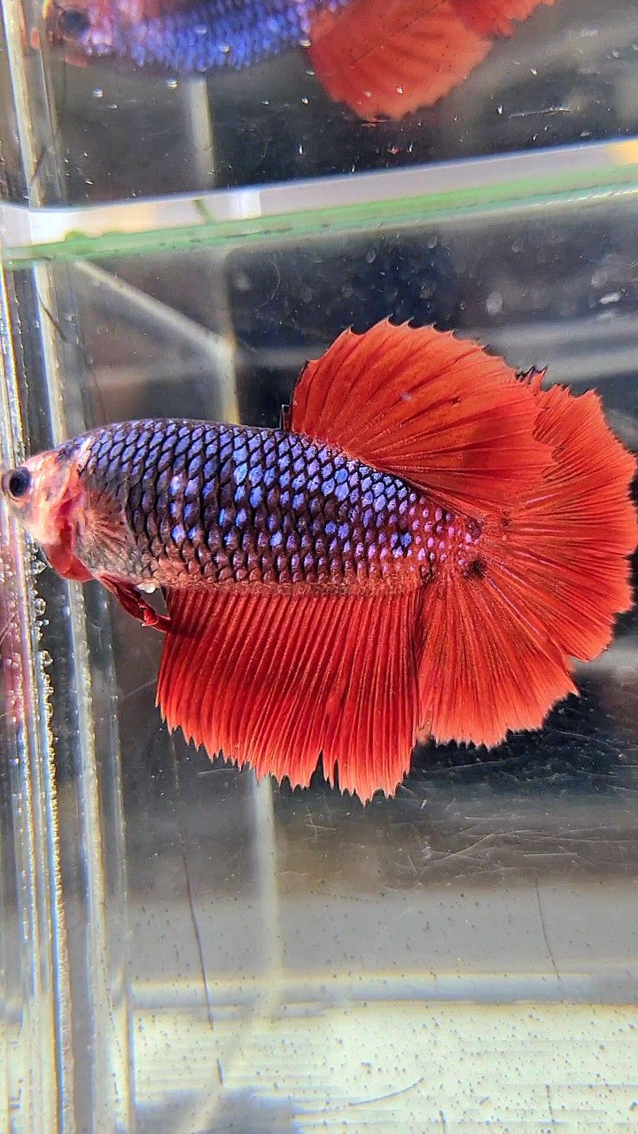 FEMALE HALFMOON ROSETAIL RED FANCY DARK BLUE BETTA FISH