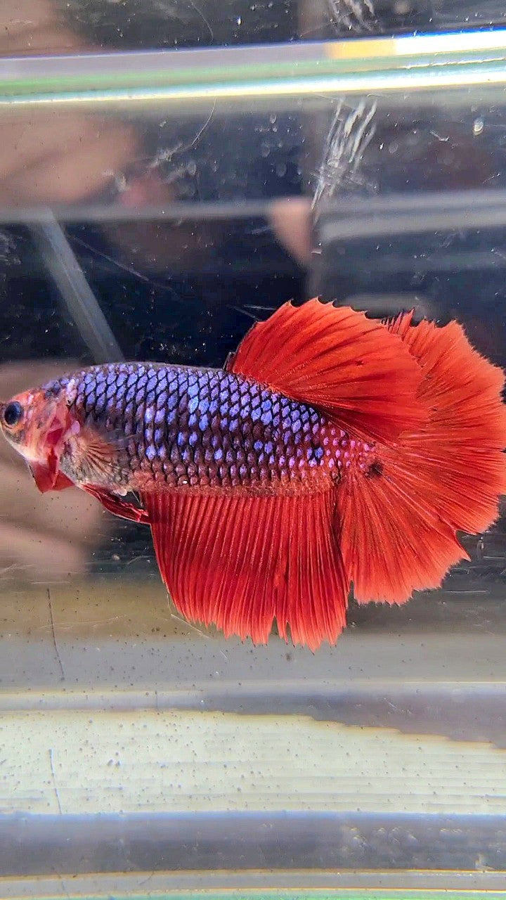 FEMALE HALFMOON ROSETAIL RED FANCY DARK BLUE BETTA FISH