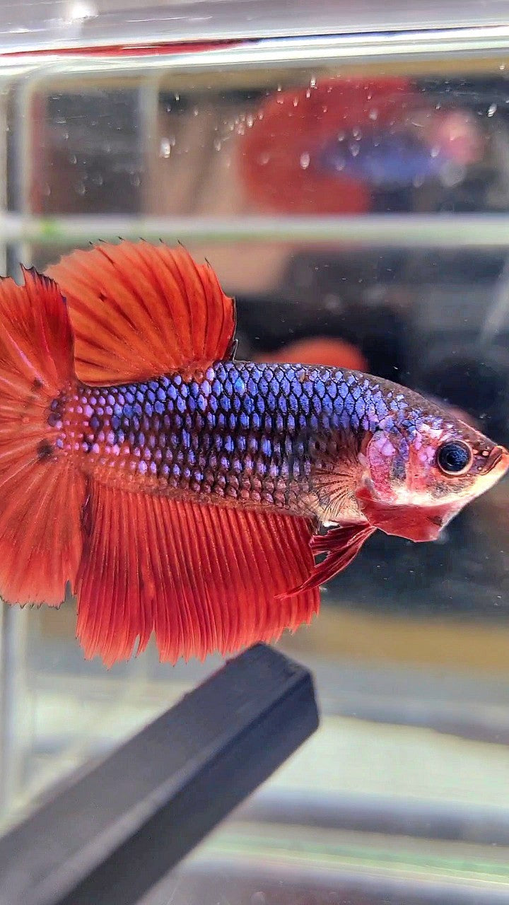 FEMALE HALFMOON ROSETAIL RED FANCY DARK BLUE BETTA FISH