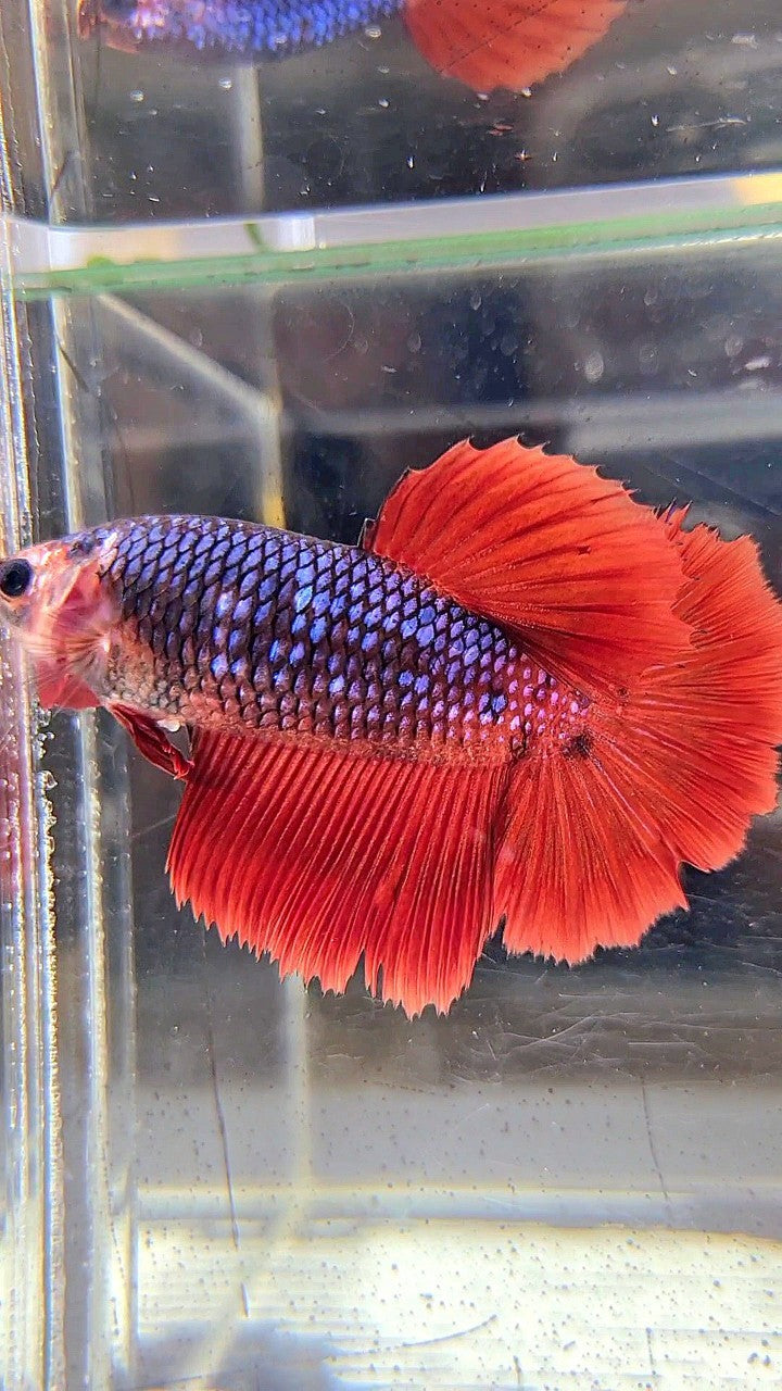 FEMALE HALFMOON ROSETAIL RED FANCY DARK BLUE BETTA FISH