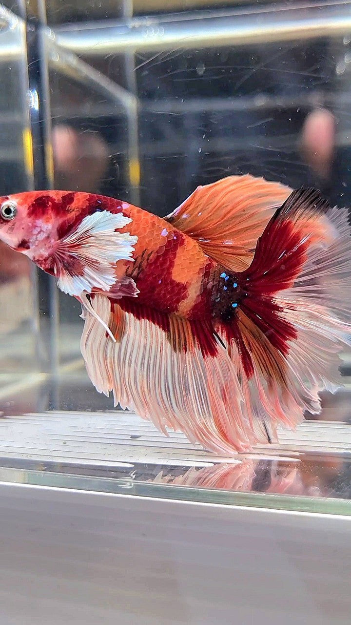 XL HALFMOON DUMBO EAR (ONE SIDE) NEMO KOI CLASSIC MULTICOLOR BETTA FISH