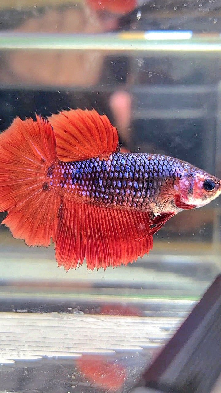 FEMALE HALFMOON ROSETAIL RED FANCY DARK BLUE BETTA FISH