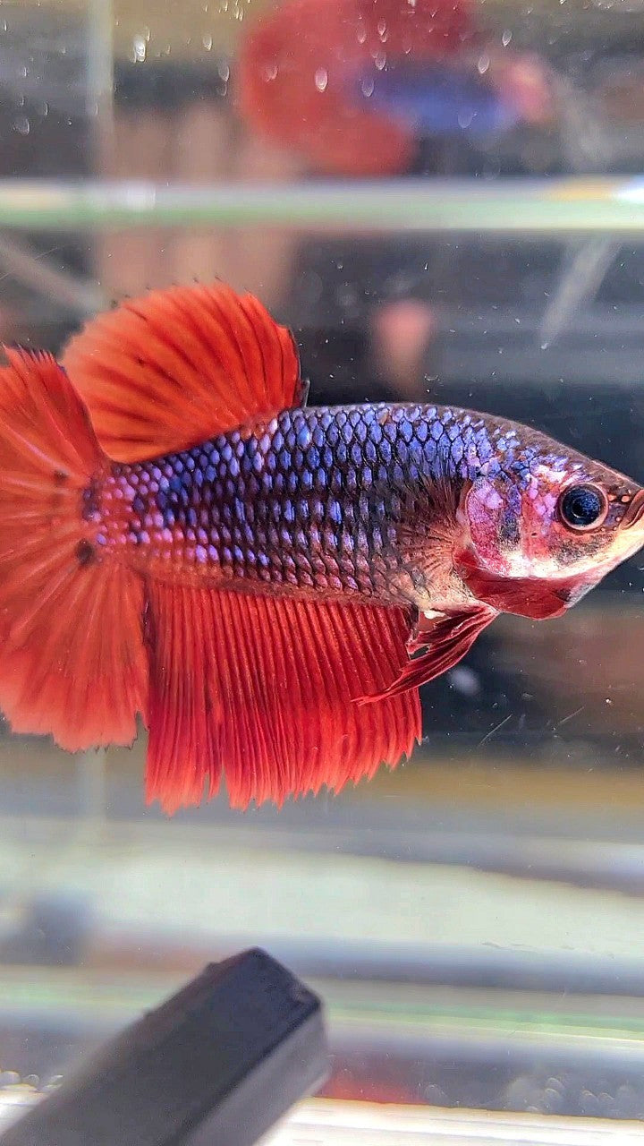 FEMALE HALFMOON ROSETAIL RED FANCY DARK BLUE BETTA FISH