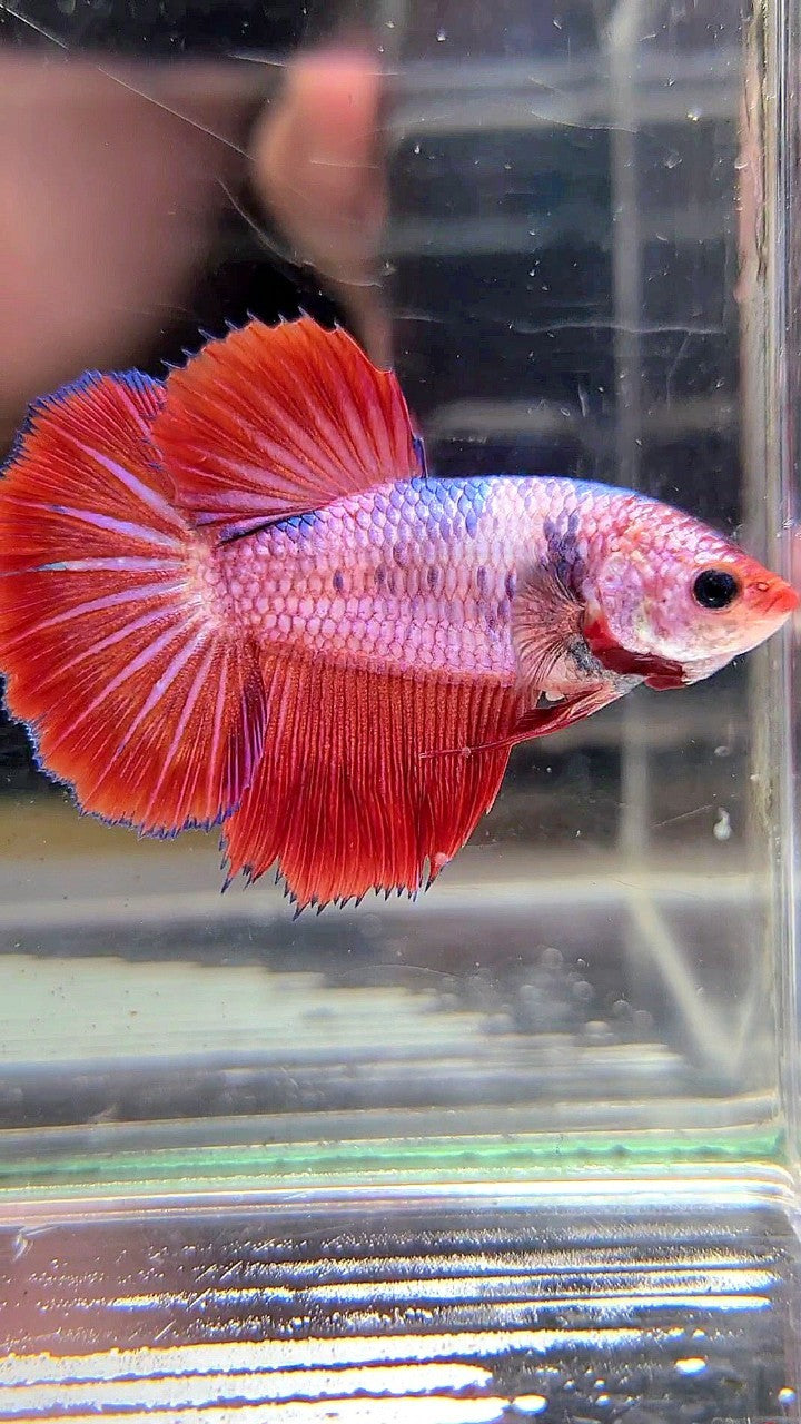 FEMALE HALFMOON ROSETAIL RED FANCY MULTICOLOR BETTA FISH