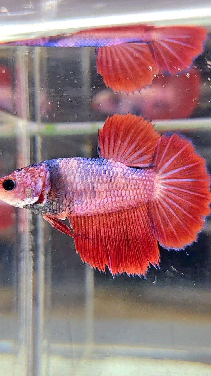 FEMALE HALFMOON ROSETAIL RED FANCY MULTICOLOR BETTA FISH