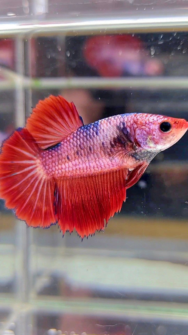 FEMALE HALFMOON ROSETAIL RED FANCY MULTICOLOR BETTA FISH