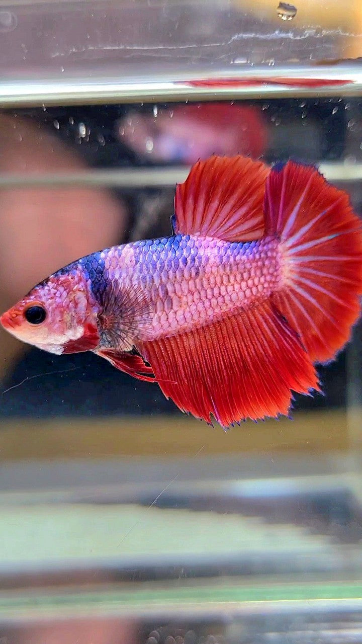 FEMALE HALFMOON ROSETAIL RED FANCY MULTICOLOR BETTA FISH