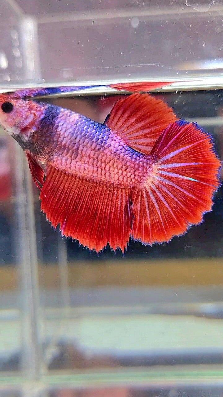 FEMALE HALFMOON ROSETAIL RED FANCY MULTICOLOR BETTA FISH