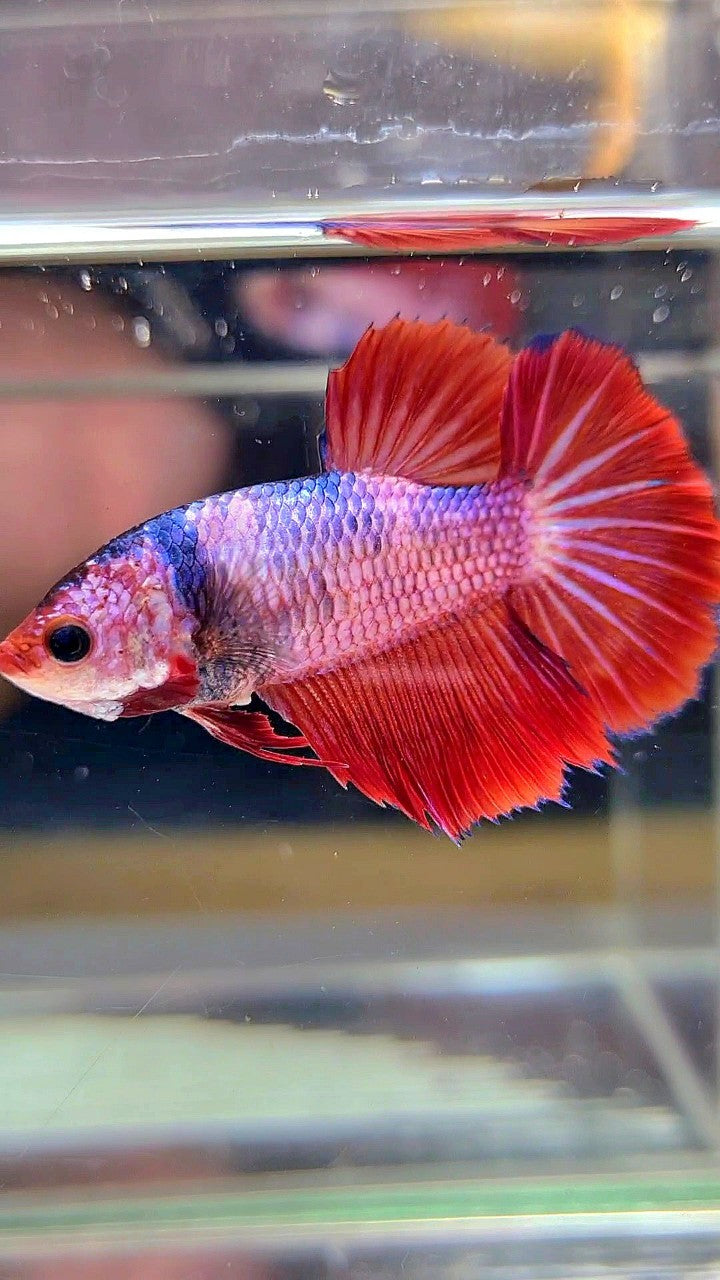 FEMALE HALFMOON ROSETAIL RED FANCY MULTICOLOR BETTA FISH