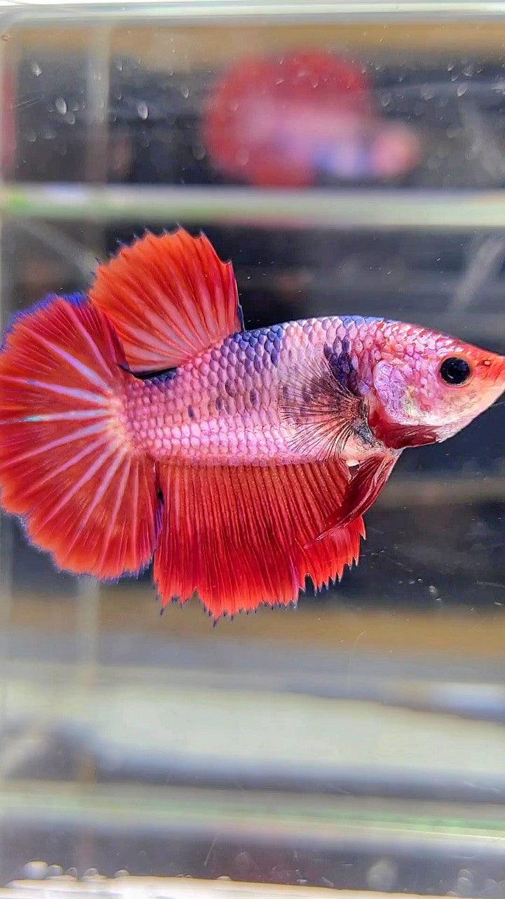 FEMALE HALFMOON ROSETAIL RED FANCY MULTICOLOR BETTA FISH